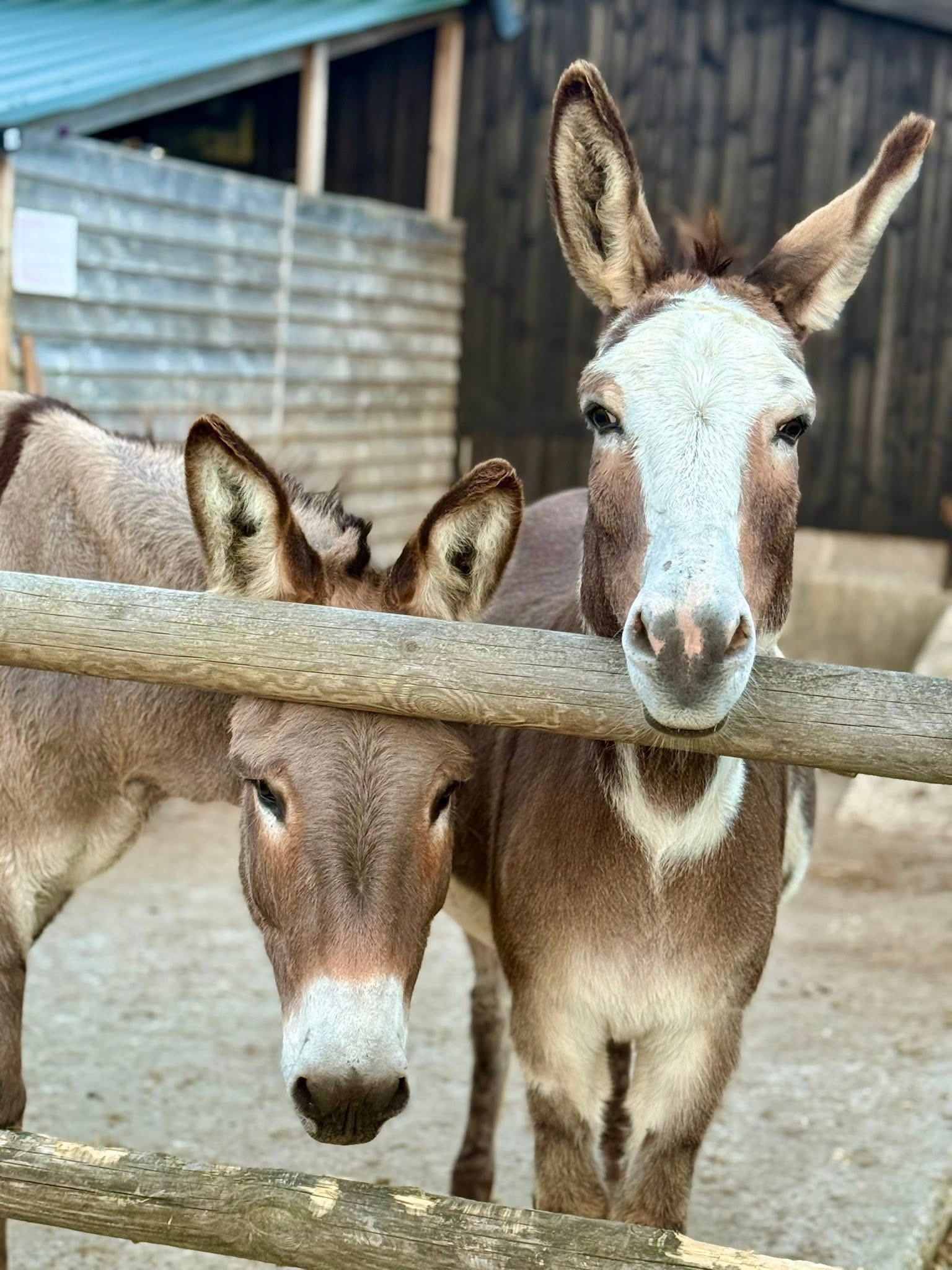 Animal Encounters - Smelly Wellies Animal Parties