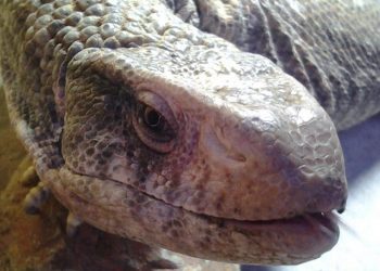 Reptile Encounter - Berkshire Reptile Encounters